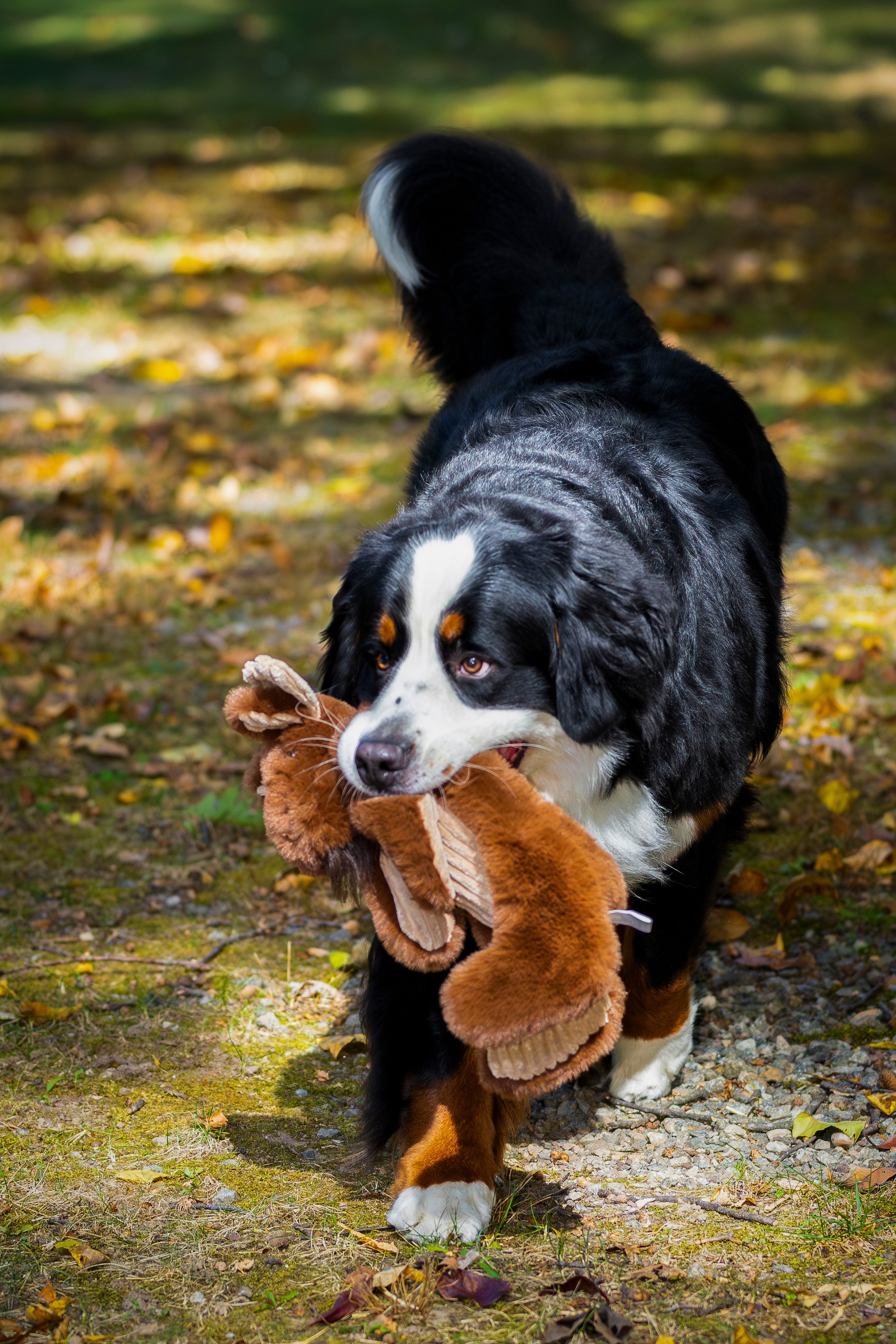 Maple Moose X-Brace Dog Toy