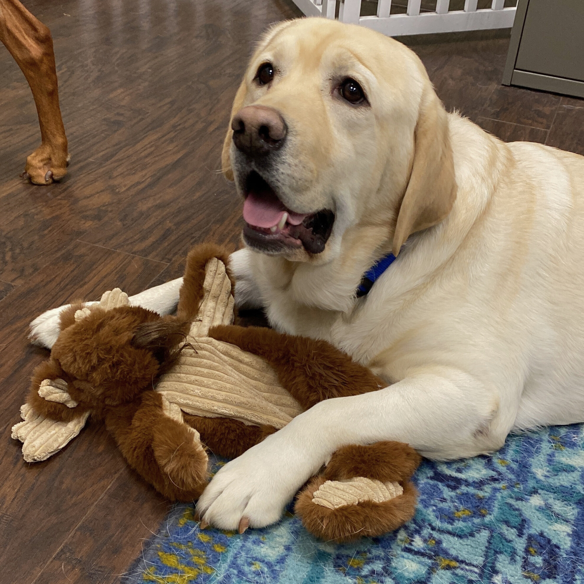 Maple Moose X-Brace Dog Toy
