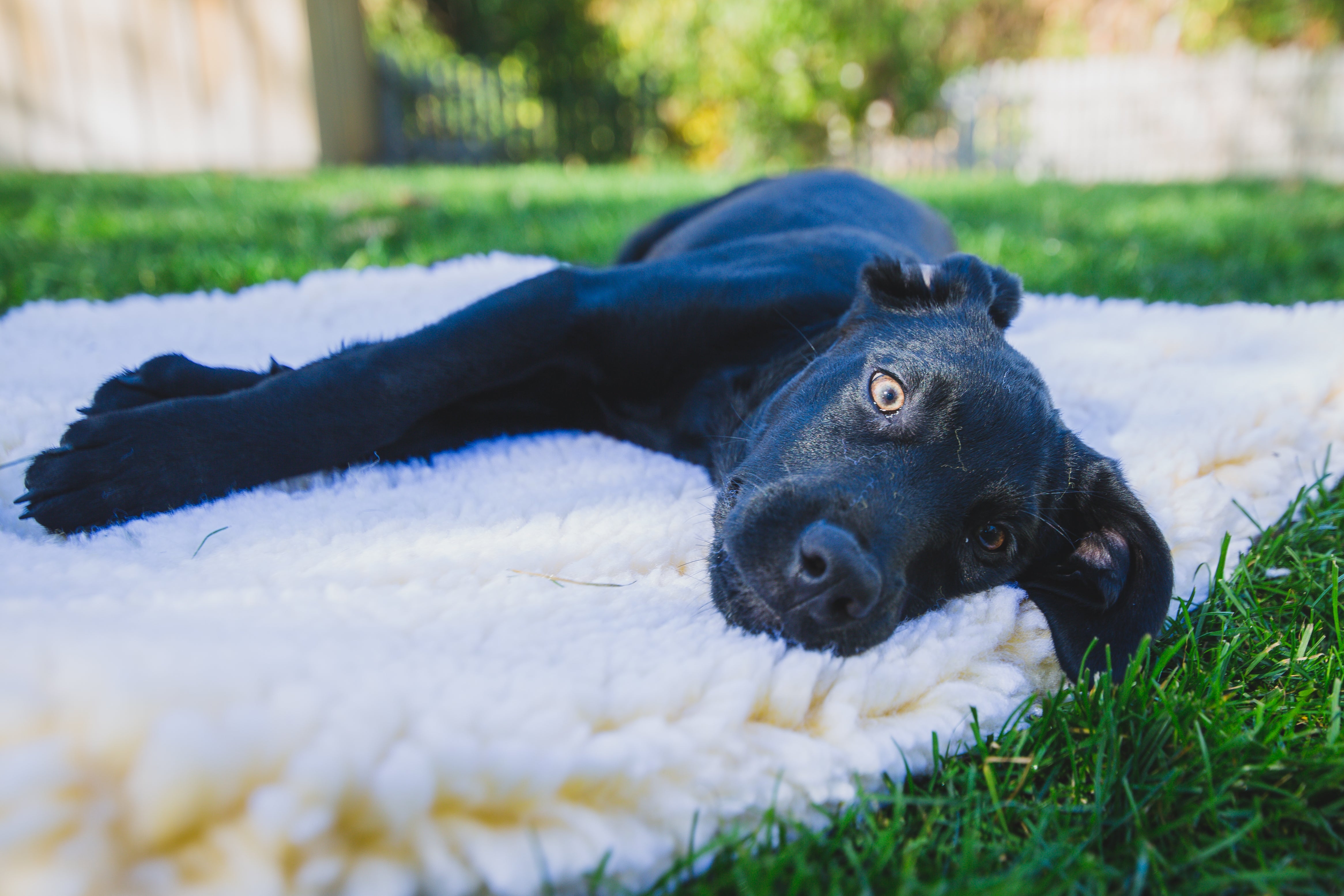 HuggleFleece Mat Dog & Cat Bed