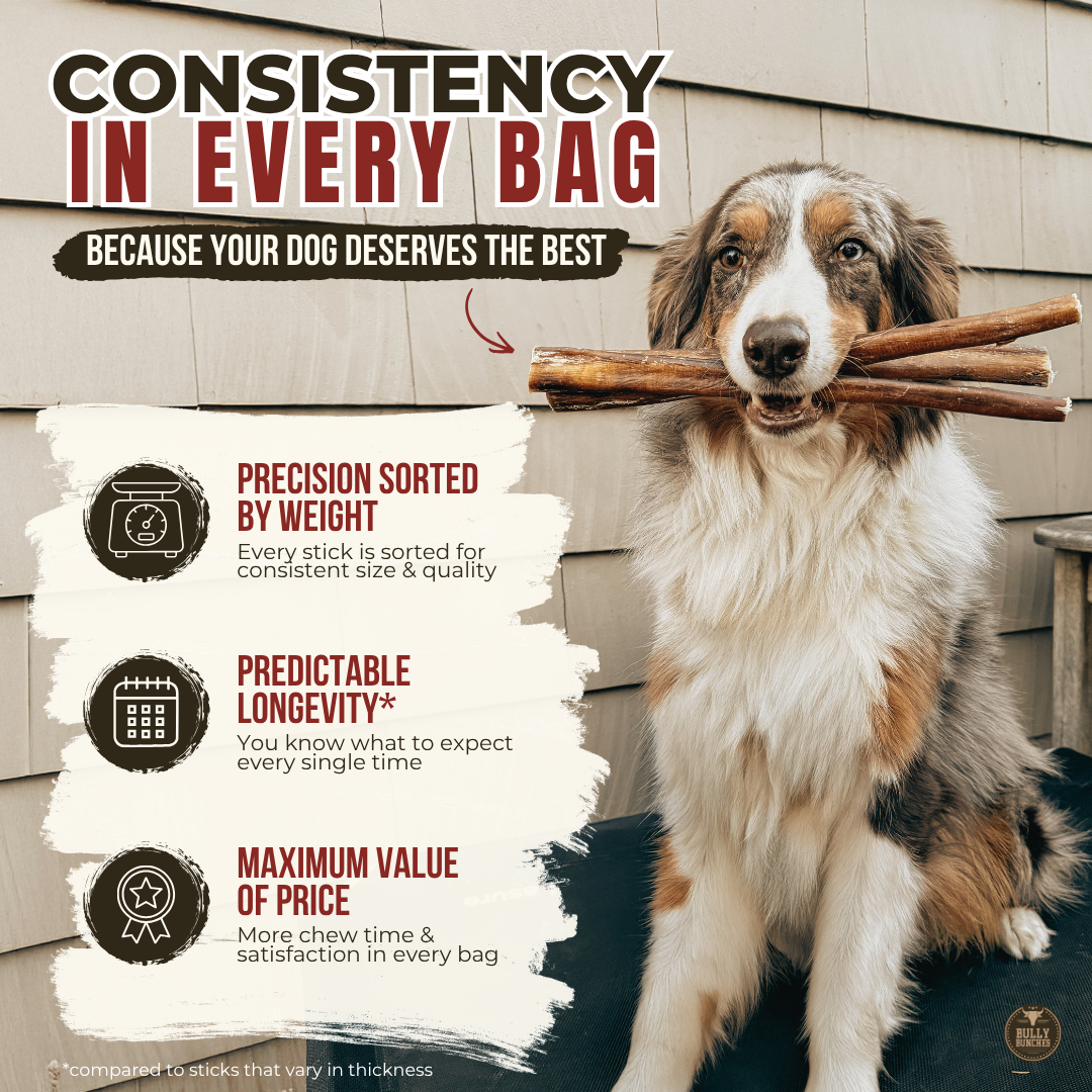 6 Inch Thick Braided Bully Stick